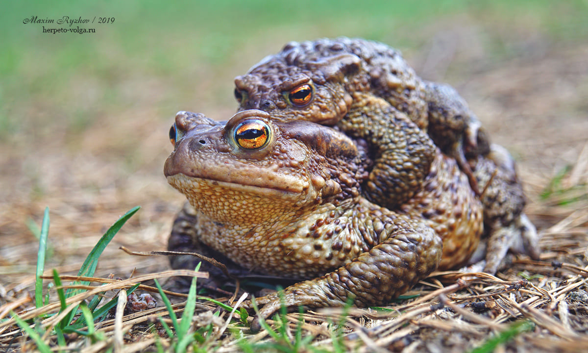Серая жаба (Bufo bufo) Серая жаба (Bufo bufo)