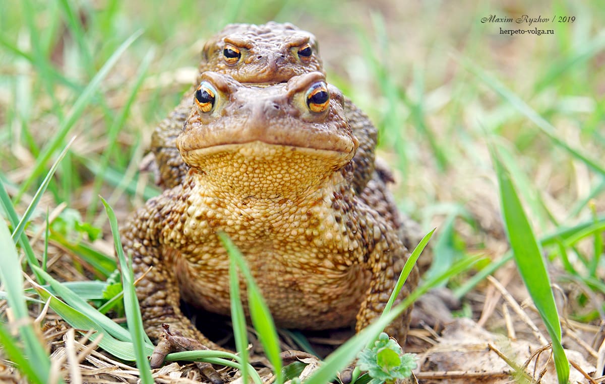 Серая жаба (Bufo bufo)