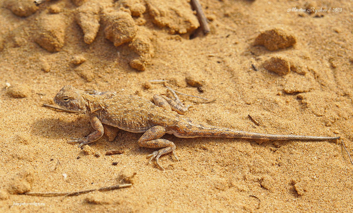 Круглоголовка-вертихвостка (Phrynocephalus guttatus).