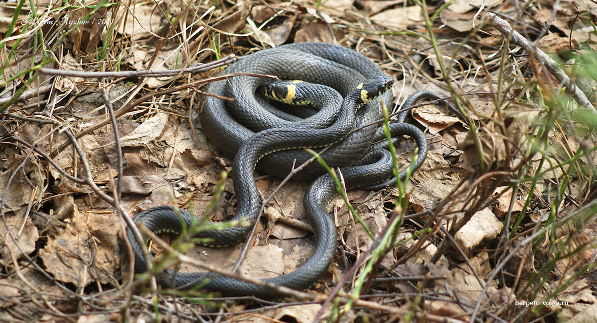 Уж обыкновенный (Natrix natrix)