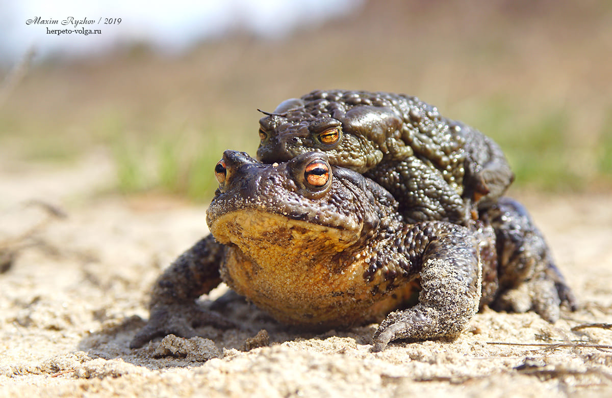 Серая жаба (Bufo bufo) Серая жаба (Bufo bufo)