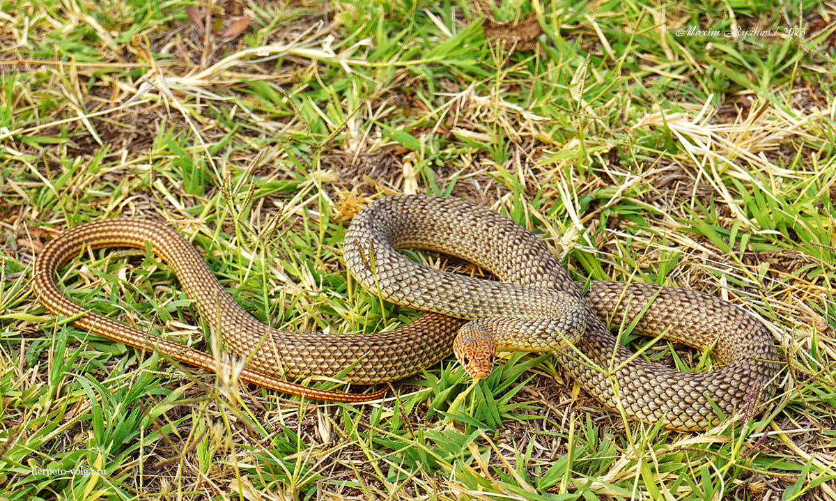 Каспийский полоз (Dolichophis caspius) Каспийский полоз (Dolichophis caspius)