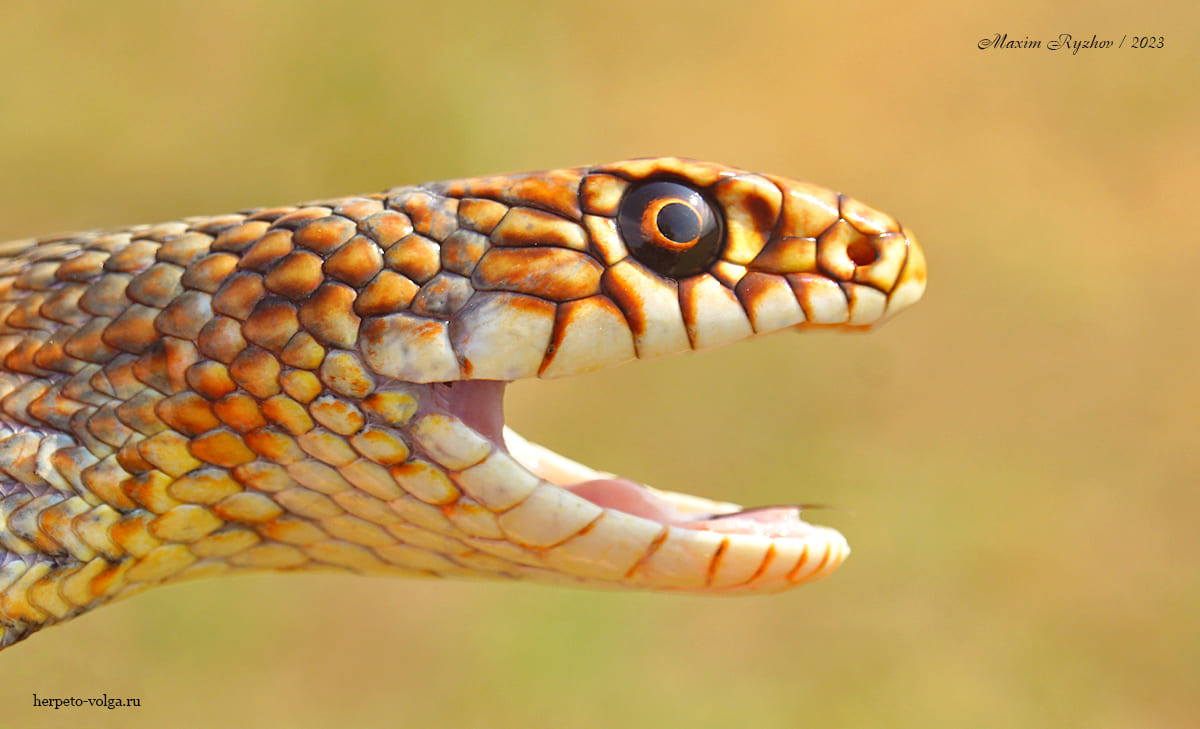 Каспийский полоз (Dolichophis caspius) Каспийский полоз (Dolichophis caspius)