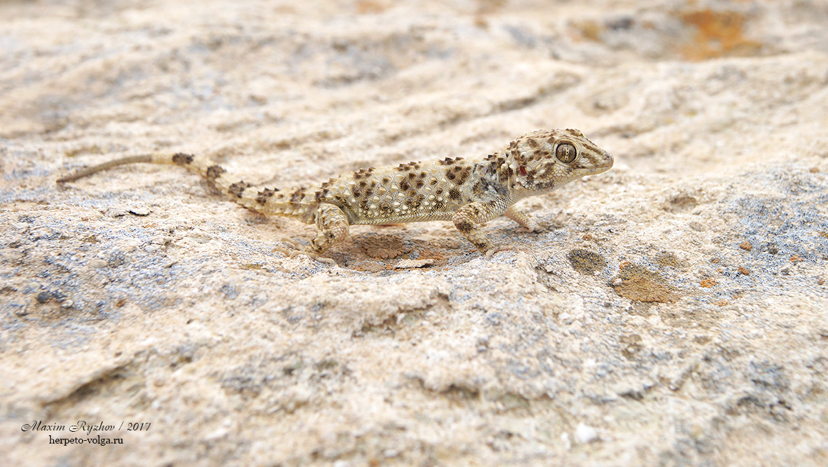 Каспийский геккон (Cyrtopodion caspium)