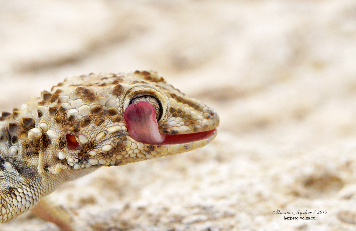 Каспийский геккон (Cyrtopodion caspium)