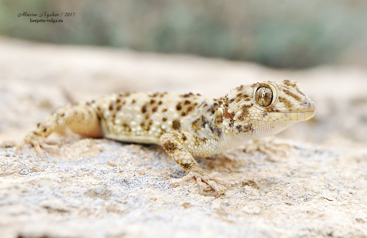 Каспийский геккон (Cyrtopodion caspium)