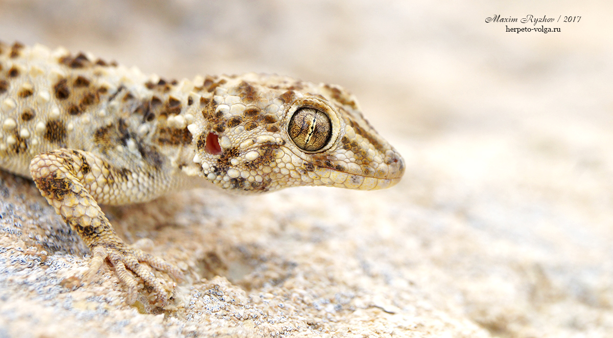Каспийский геккон (Cyrtopodion caspium)