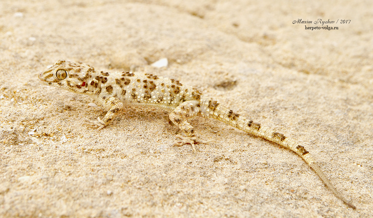 Каспийский геккон (Tenuidactylus caspius) из Казахстана Каспийский геккон (Tenuidactylus caspius) из Казахстана