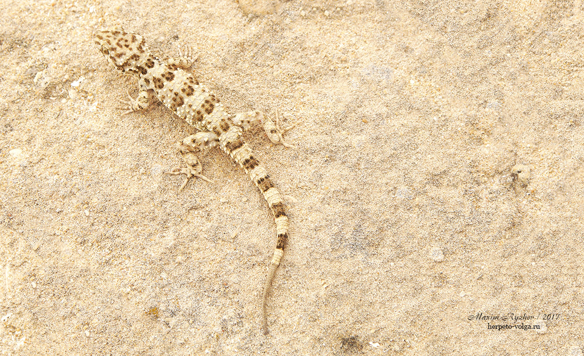 Каспийский геккон (Cyrtopodion caspium)