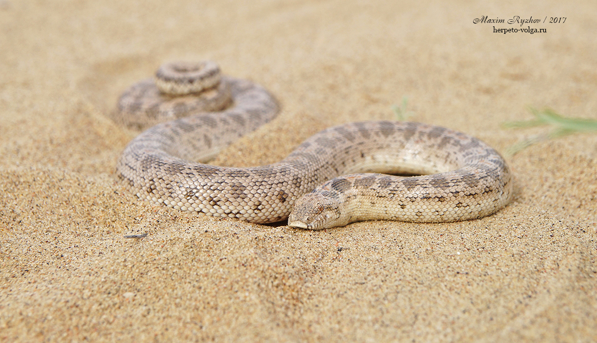 Восточный удавчик (Eryx tataricus) Восточный удавчик (Eryx tataricus)