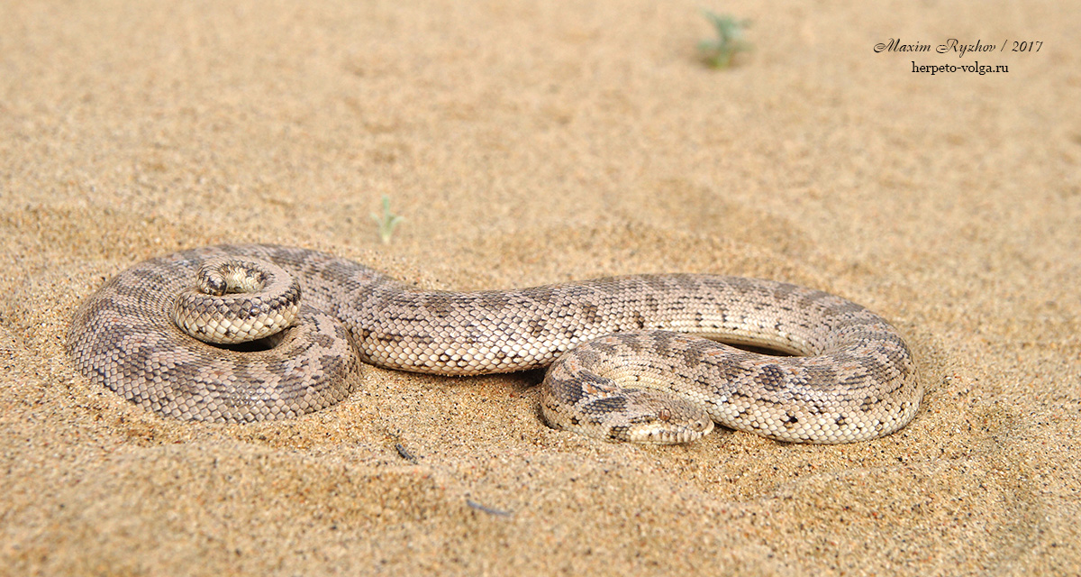 Восточный удавчик (Eryx tataricus) Восточный удавчик (Eryx tataricus)