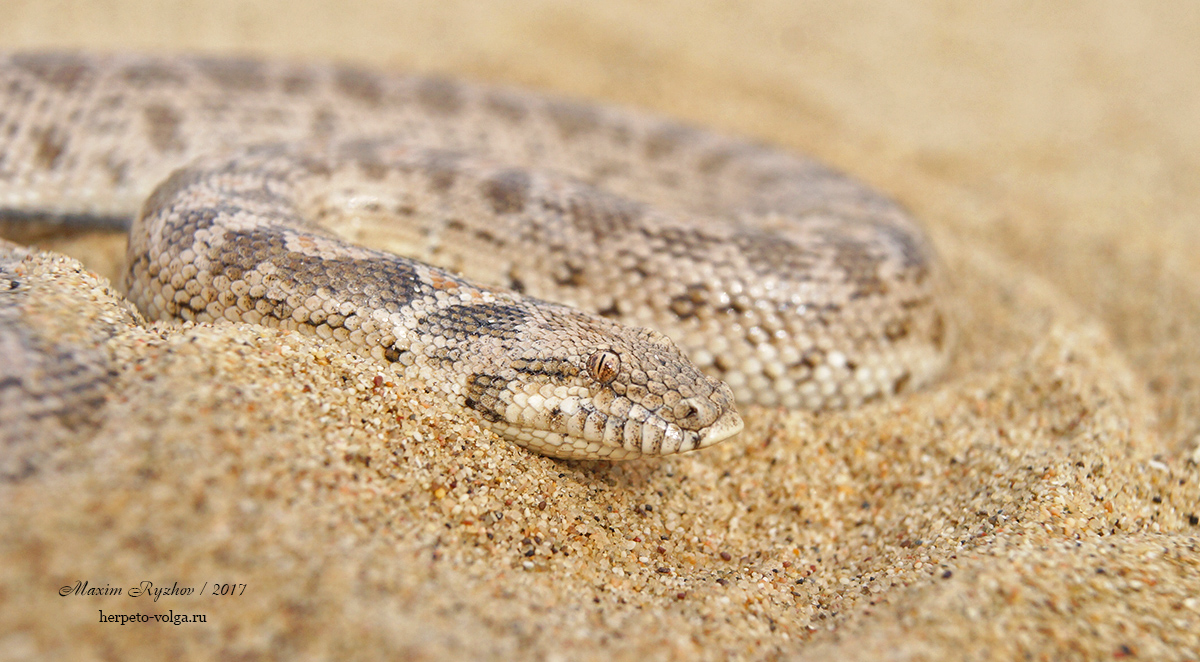 Восточный удавчик (Eryx tataricus) Восточный удавчик (Eryx tataricus)