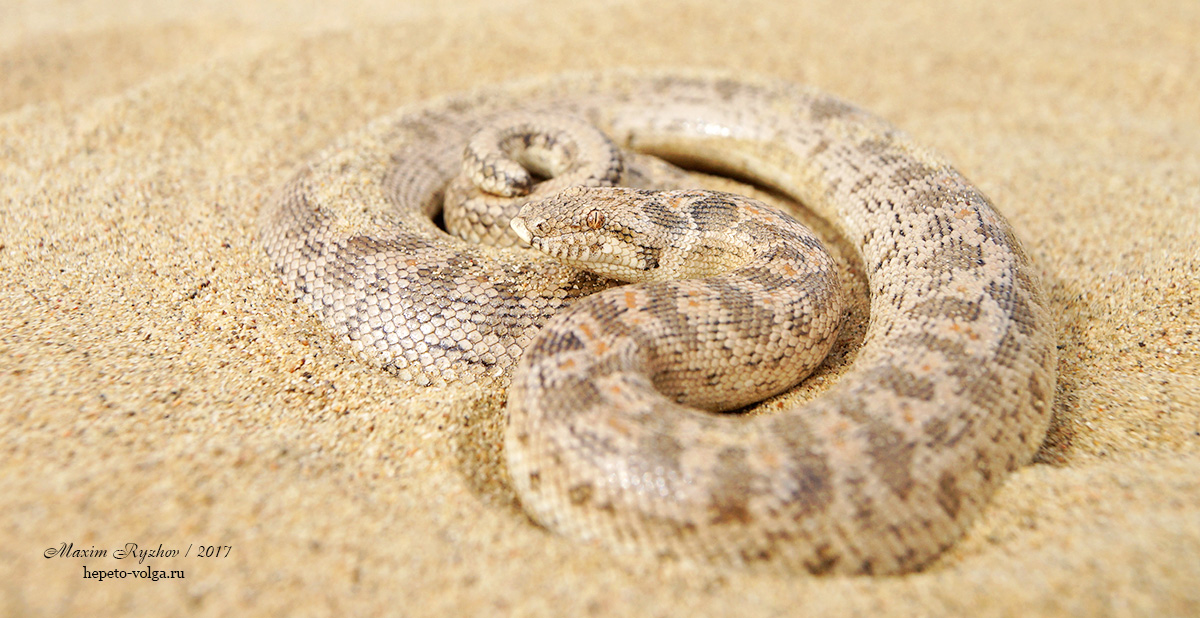 Восточный удавчик (Eryx tataricus) Восточный удавчик (Eryx tataricus)