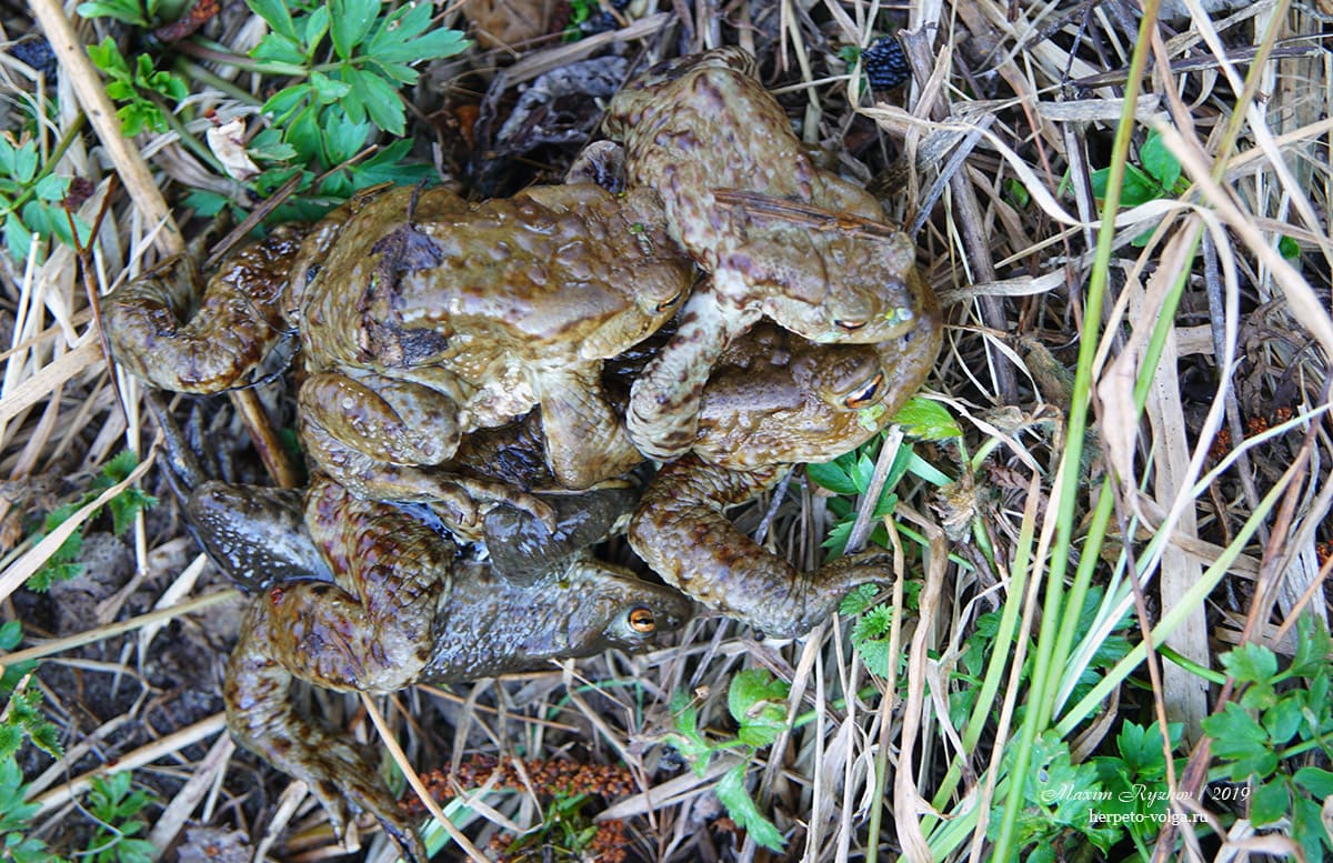 "Комок" серых жаб (Bufo bufo) "Комок" серых жаб (Bufo bufo)