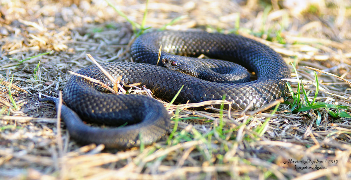 Обыкновенная гадюка (Vipera berus) Обыкновенная гадюка (Vipera berus)