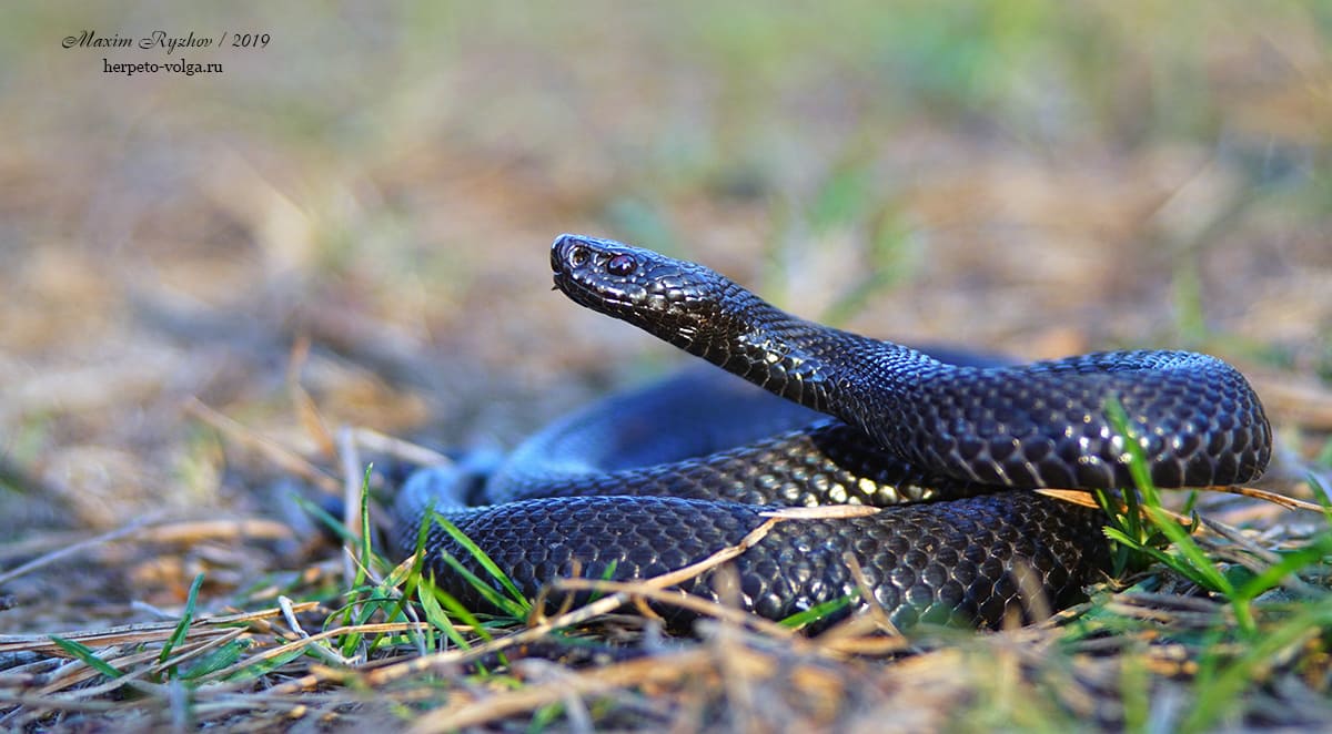 Обыкновенная гадюка (Vipera berus)