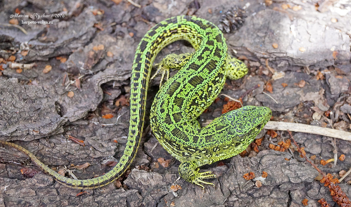 Прыткая ящерицы (Lacerta agilis). typica exiqua Прыткая ящерицы (Lacerta agilis). typica exiqua
