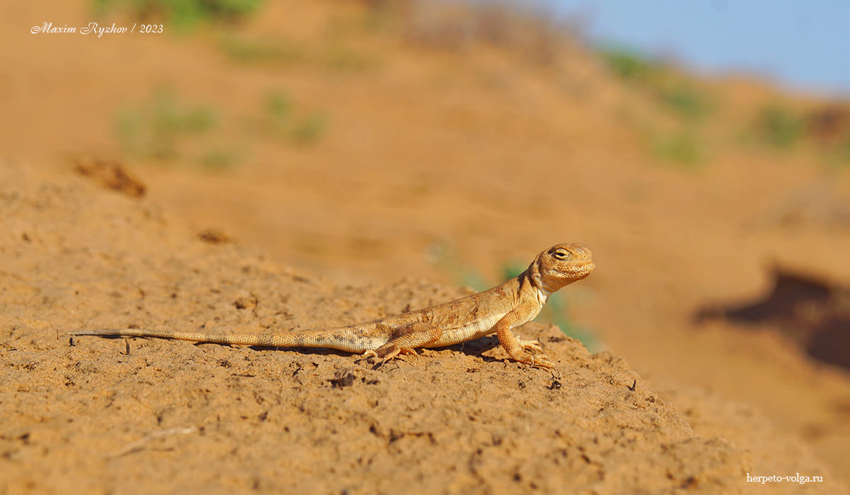 Круглоголовка-вертихвостка (Phrynocephalus guttatus).