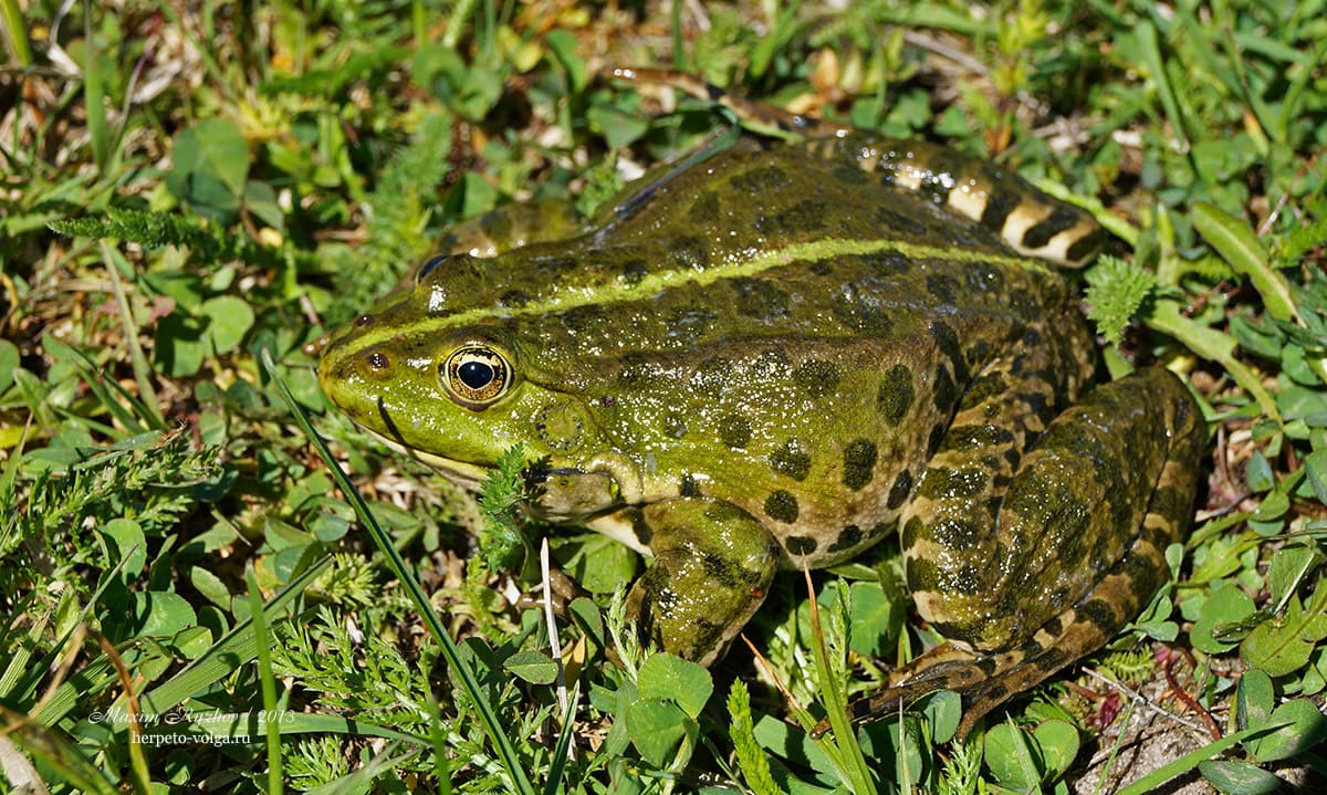 Озерная лягушка (Pelophylax ridibundus). Чувашия. Присурский заповедник, 2013 Озерная лягушка (Pelophylax ridibundus). Чувашия. Присурский заповедник, 2013