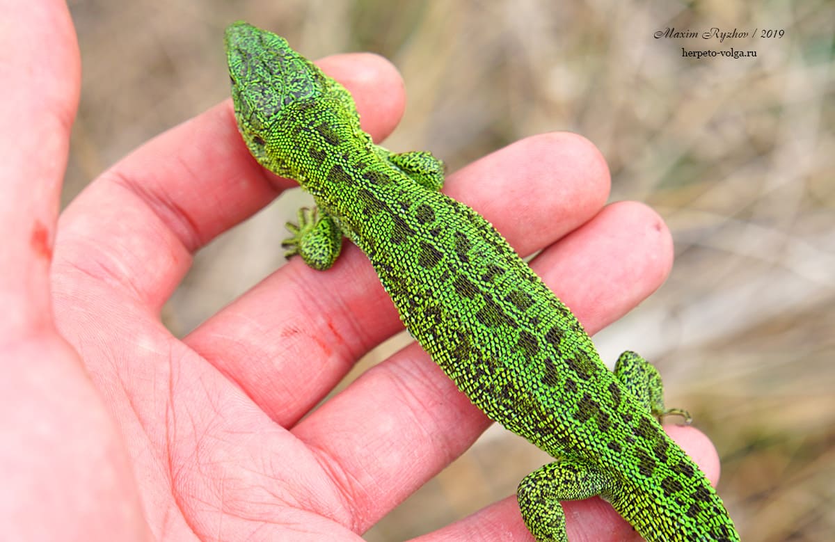 Прыткая ящерицы (Lacerta agilis). typica exiqua Прыткая ящерицы (Lacerta agilis). typica exiqua