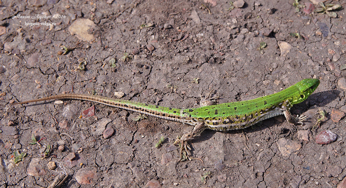 Прыткая ящерицы (Lacerta agilis). punctato-lineata Прыткая ящерицы (Lacerta agilis). punctato-lineata