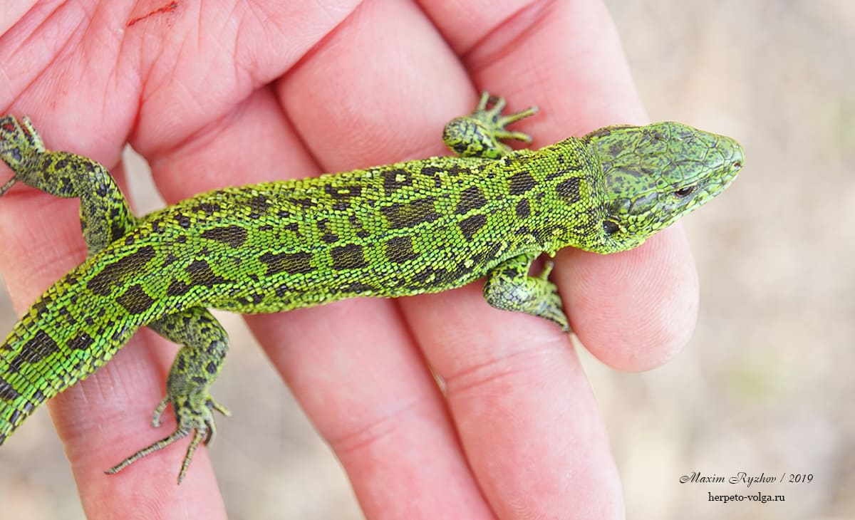 Прыткая ящерицы (Lacerta agilis). typica exiqua Прыткая ящерицы (Lacerta agilis). typica exiqua