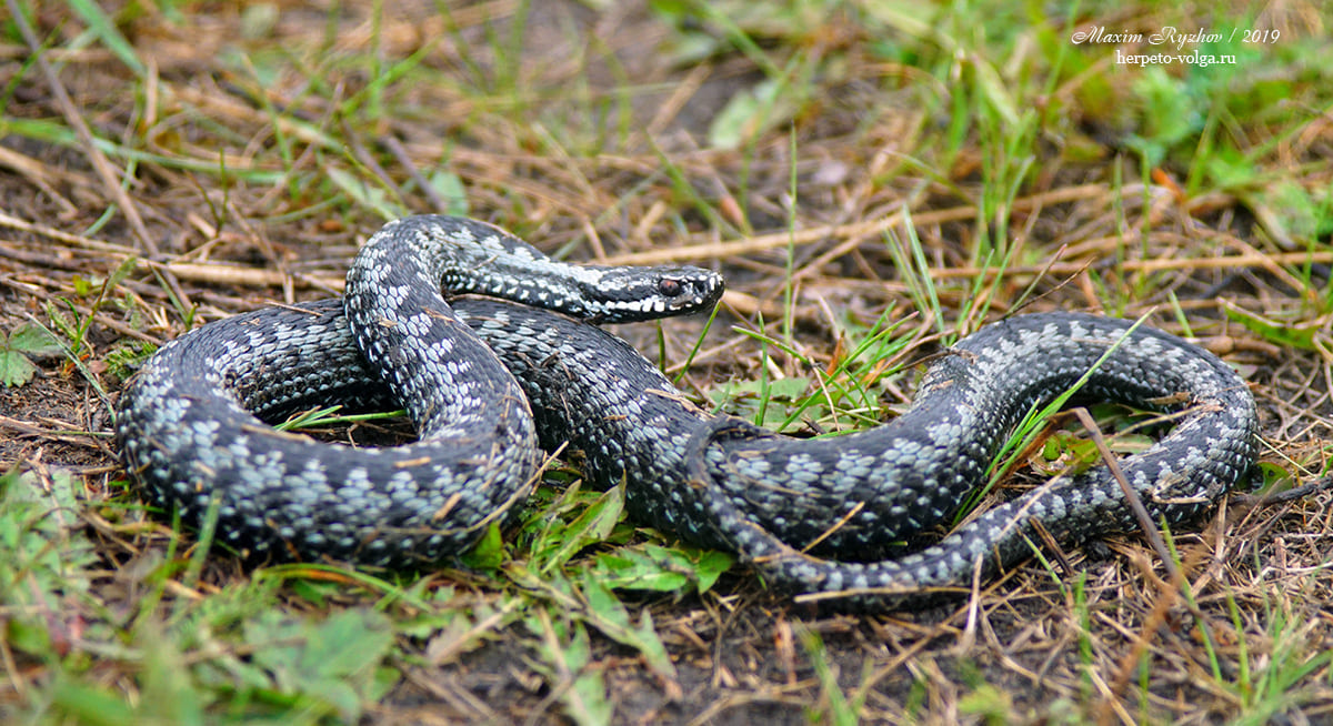 Обыкновенная гадюка (Vipera berus)