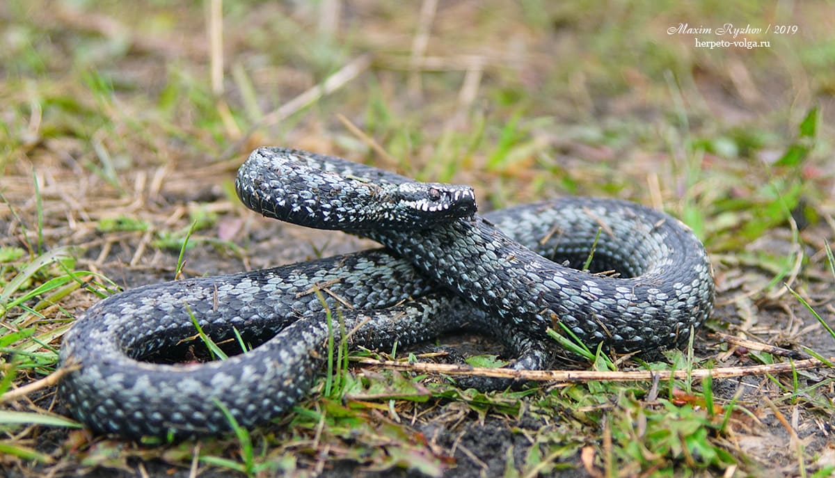 Обыкновенная гадюка (Vipera berus)