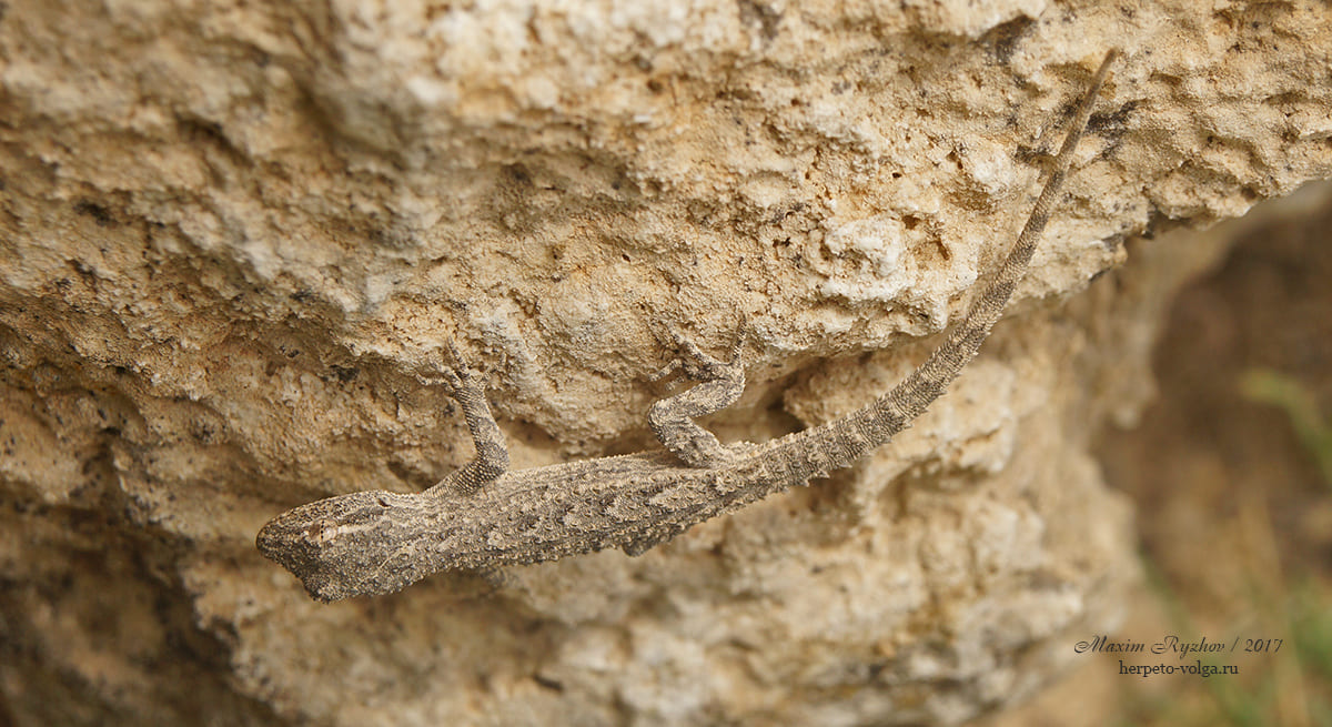 Серый геккон (Mediodactylus russowii)