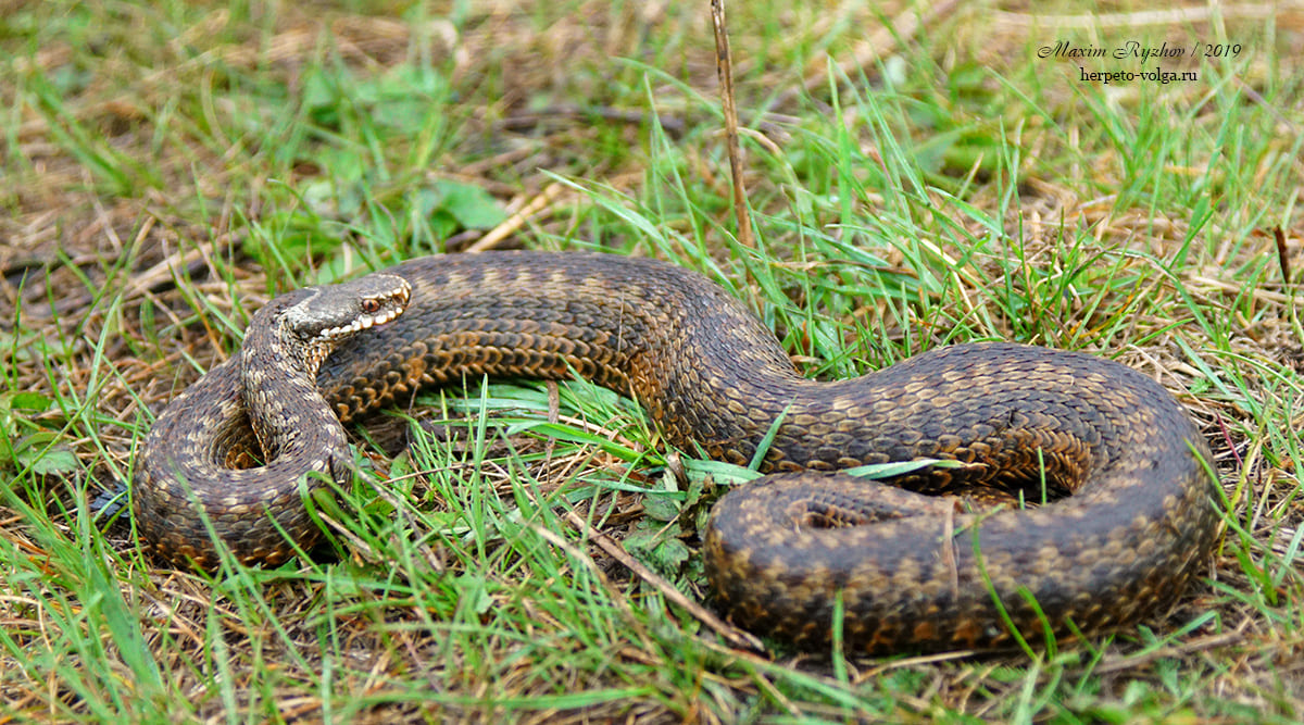 Гадюка обыкновенная Vipera (Pelias) berus