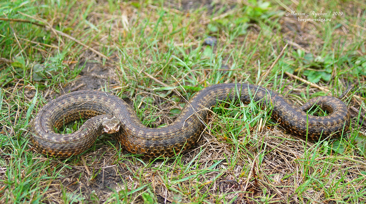 Обыкновенная гадюка (Vipera berus)