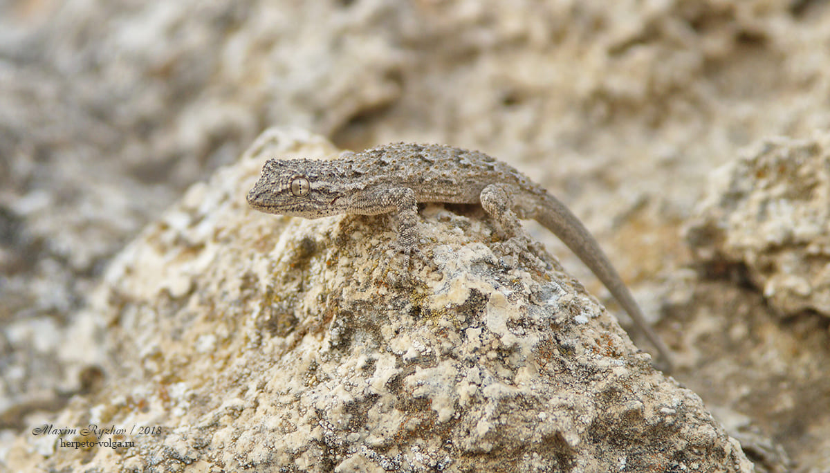 Серый геккон (Mediodactylus russowii)