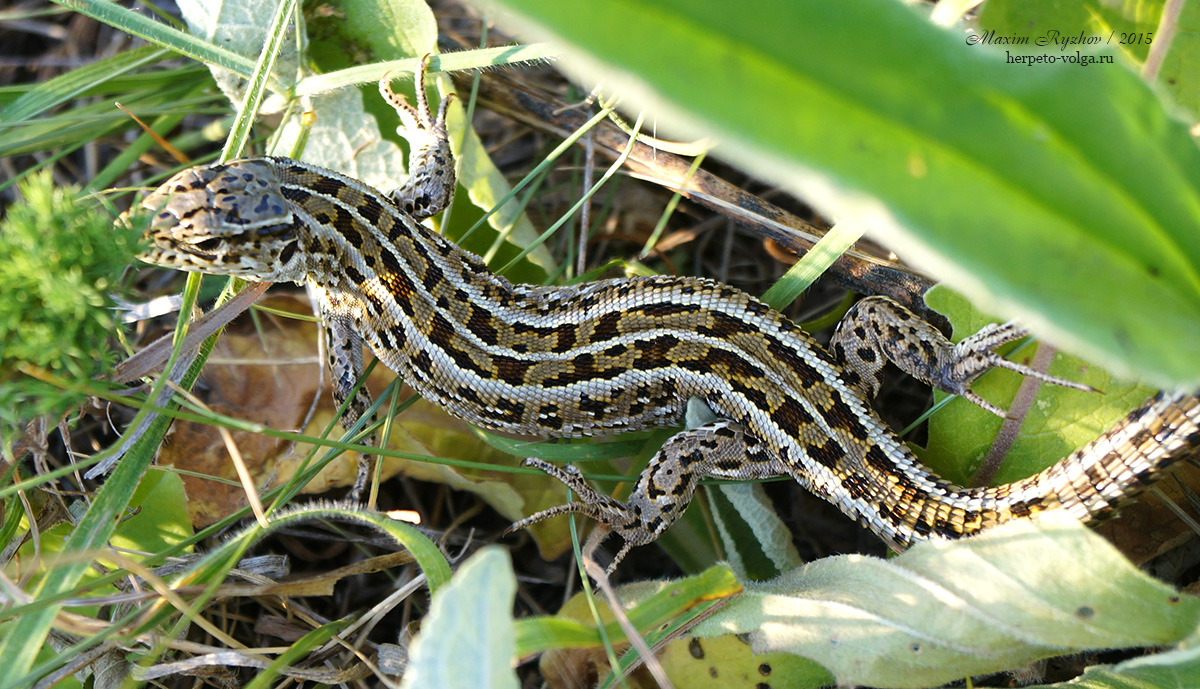 Прыткая ящерицы (Lacerta agilis). typica exigua. Прыткая ящерицы (Lacerta agilis). typica exigua.