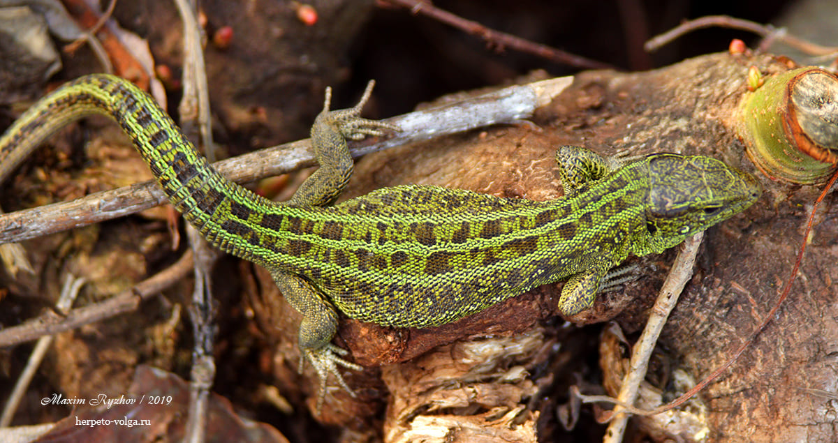 Прыткая ящерицы (Lacerta agilis). typica exiqua Прыткая ящерицы (Lacerta agilis). typica exiqua