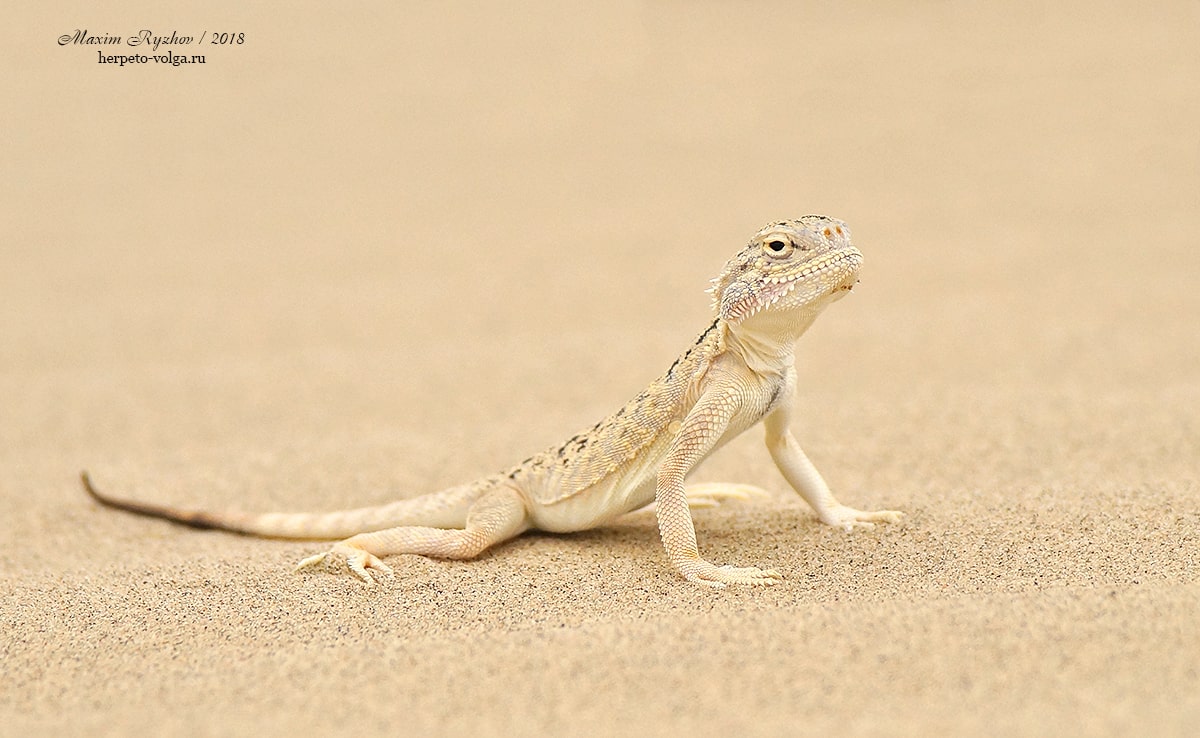 Ушастая круглоголовка Phrynocephalus mystaceus Ушастая круглоголовка Phrynocephalus mystaceus