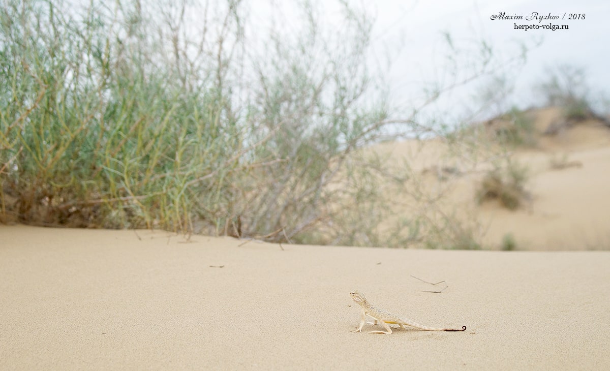 Ушастая круглоголовка Phrynocephalus mystaceus Ушастая круглоголовка Phrynocephalus mystaceus