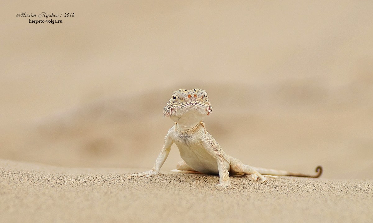 Ушастая круглоголовка Phrynocephalus mystaceus Ушастая круглоголовка Phrynocephalus mystaceus