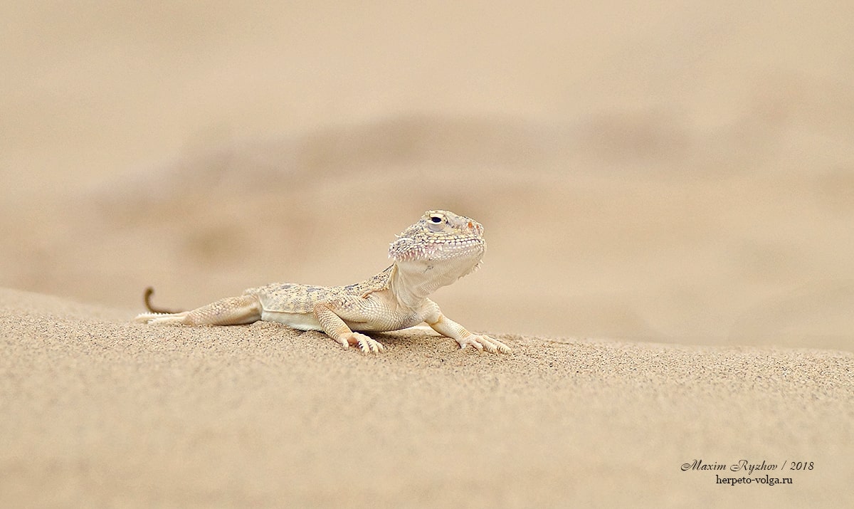 Ушастая круглоголовка Phrynocephalus mystaceus Ушастая круглоголовка Phrynocephalus mystaceus
