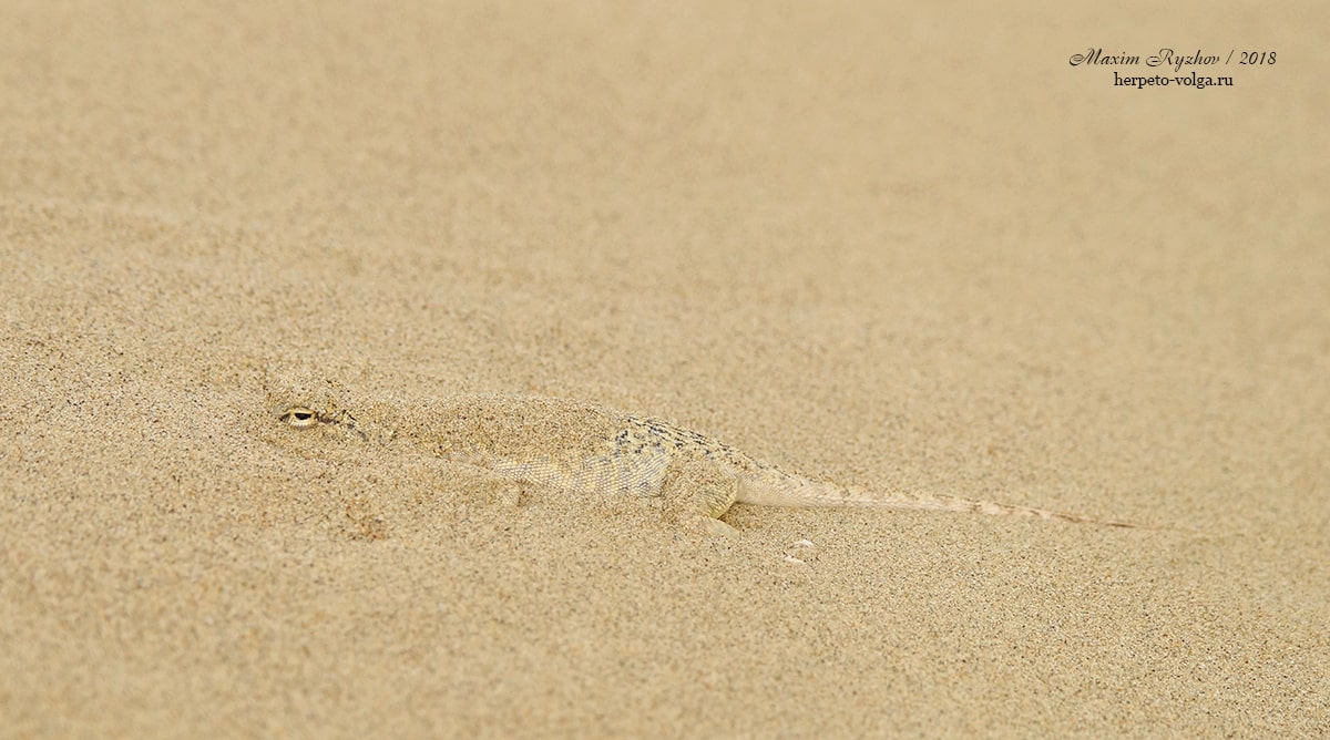 Ушастая круглоголовка Phrynocephalus mystaceus Ушастая круглоголовка Phrynocephalus mystaceus