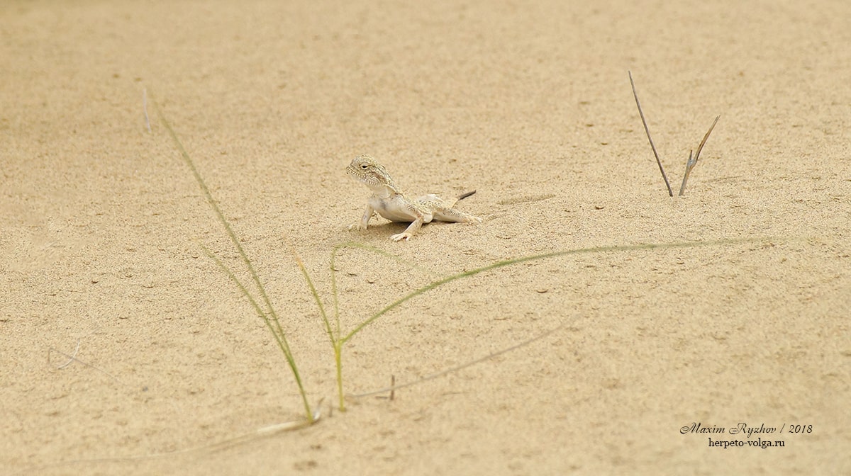 Ушастая круглоголовка Phrynocephalus mystaceus Ушастая круглоголовка Phrynocephalus mystaceus