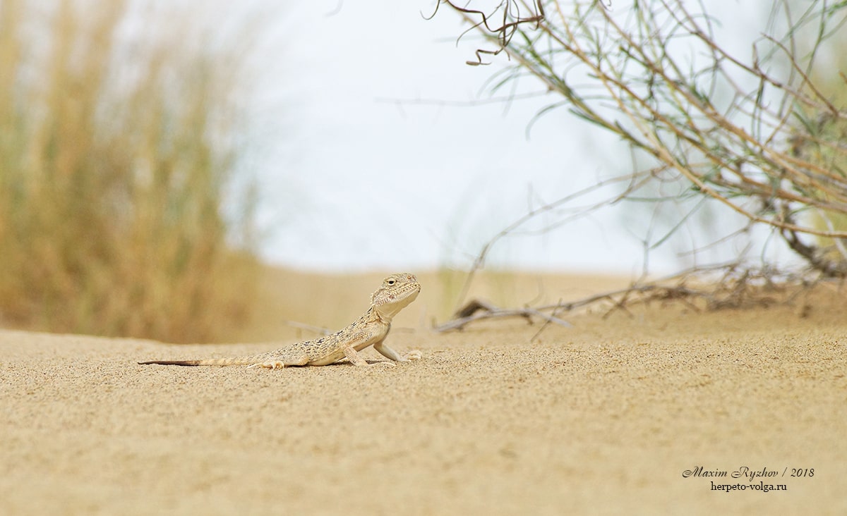 Ушастая круглоголовка (Phrynocephalus mystaceus)