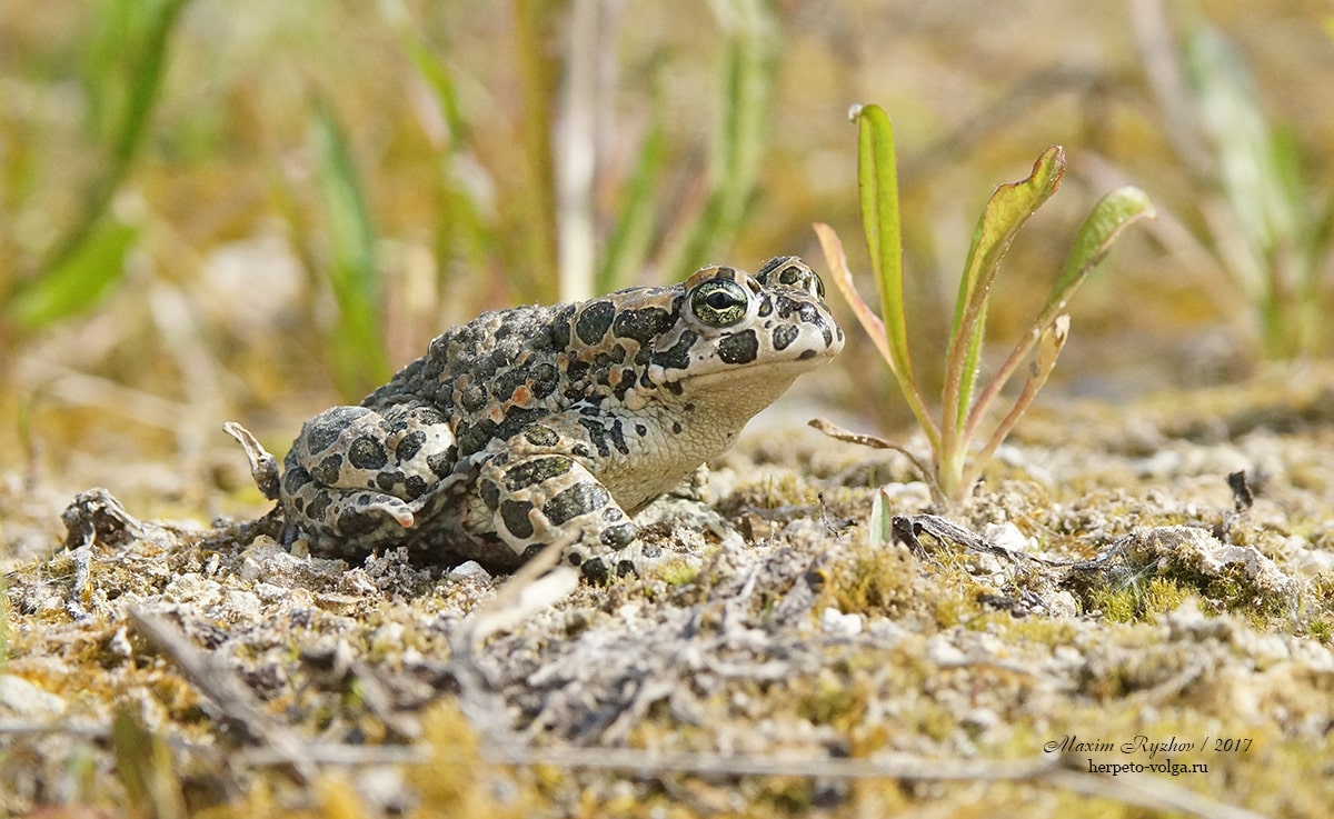 Зеленая жаба (Bufotes viridis). Респ. Мордовия