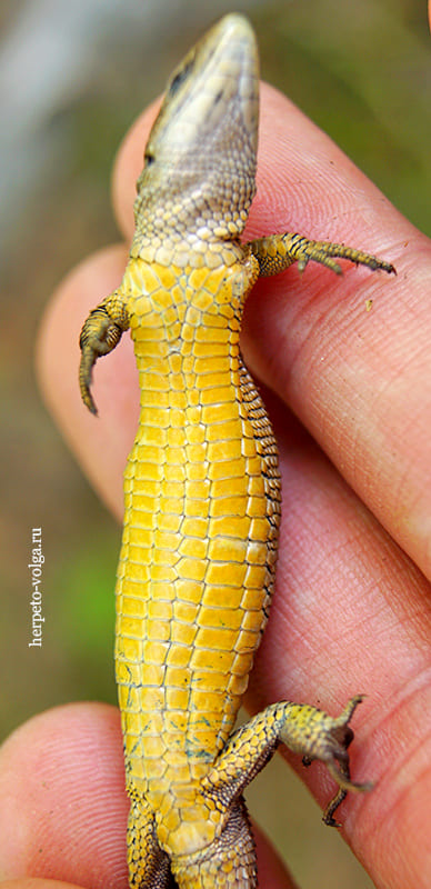 Окраска брюха у самца живородящей ящерицы (Zootoca vivipara)