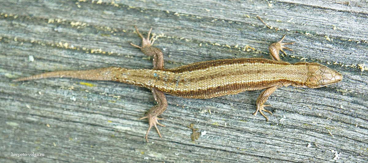 Живородящая ящерица (Zootoca vivipara)