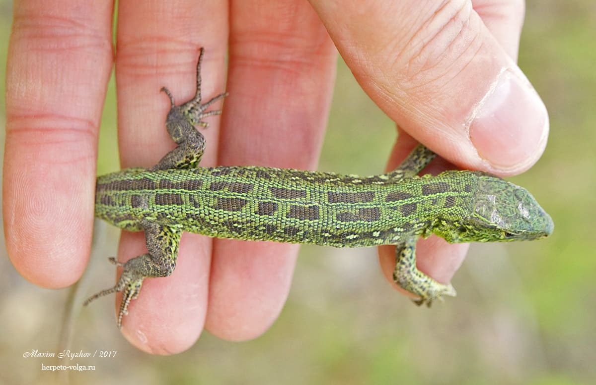 Прыткая ящерицы (Lacerta agilis). typica exiqua Прыткая ящерицы (Lacerta agilis). typica exiqua