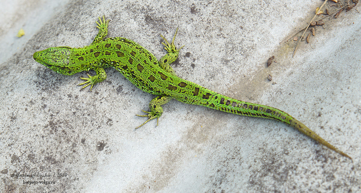 Прыткая ящерицы (Lacerta agilis). typica exiqua Прыткая ящерицы (Lacerta agilis). typica exiqua