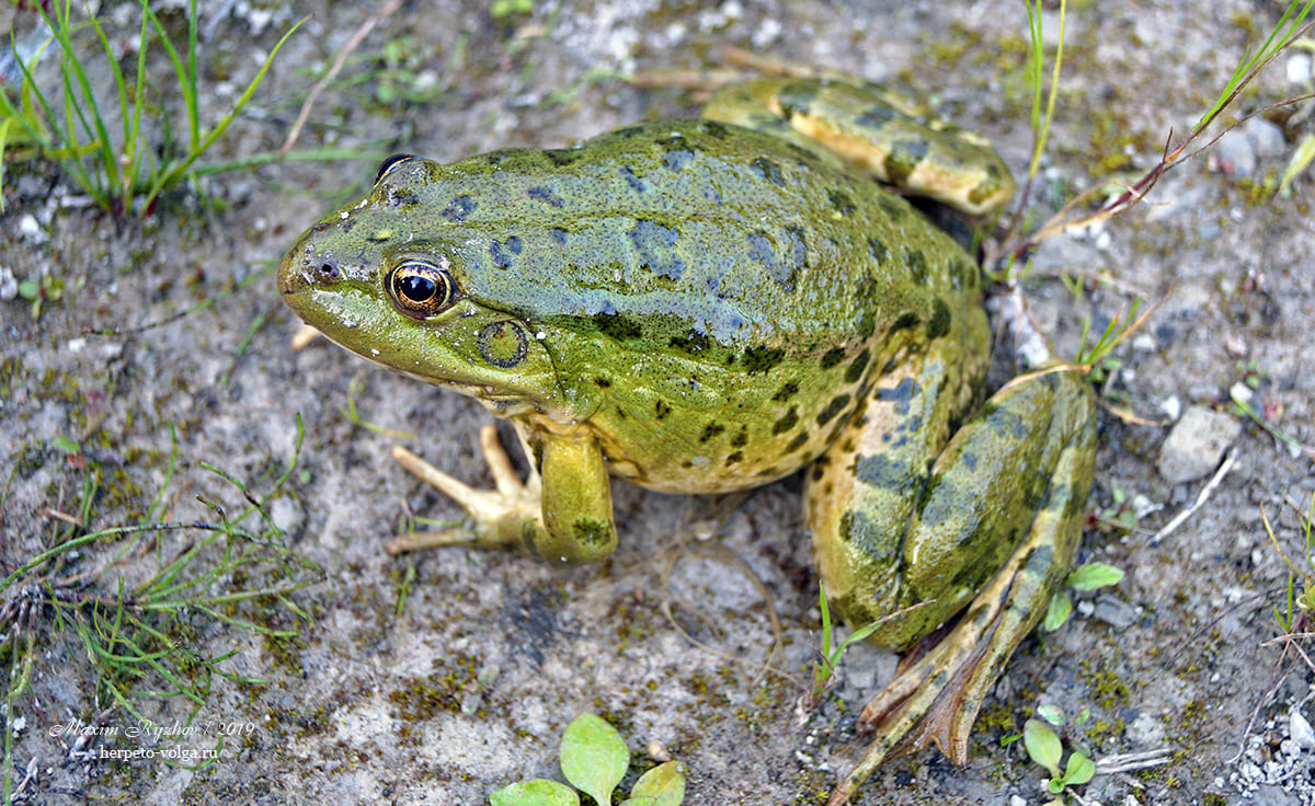 Озерная лягушка (Pelophylax ridibundus)