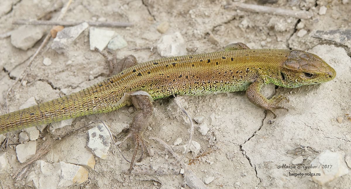 Прыткая ящерицы (Lacerta agilis). punctata Прыткая ящерицы (Lacerta agilis). punctata