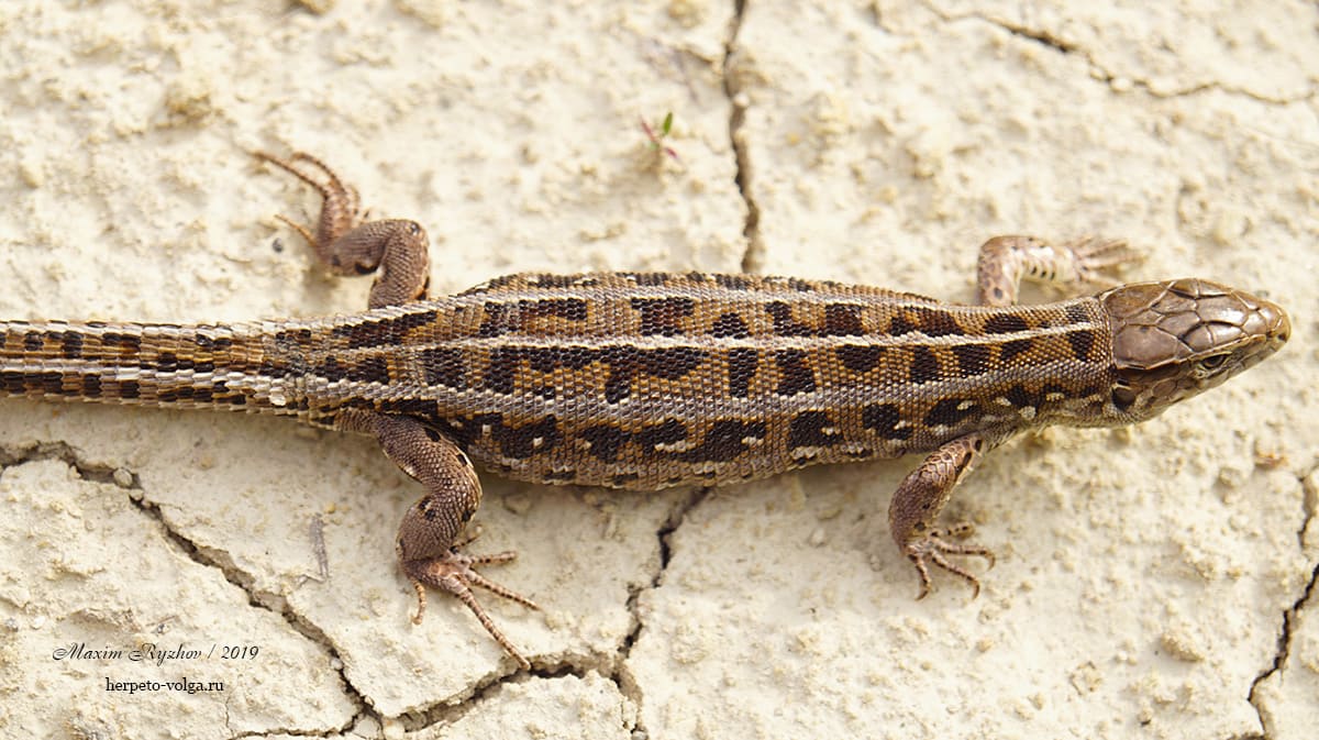 Прыткая ящерицы (Lacerta agilis). typica exiqua Прыткая ящерицы (Lacerta agilis). typica exiqua