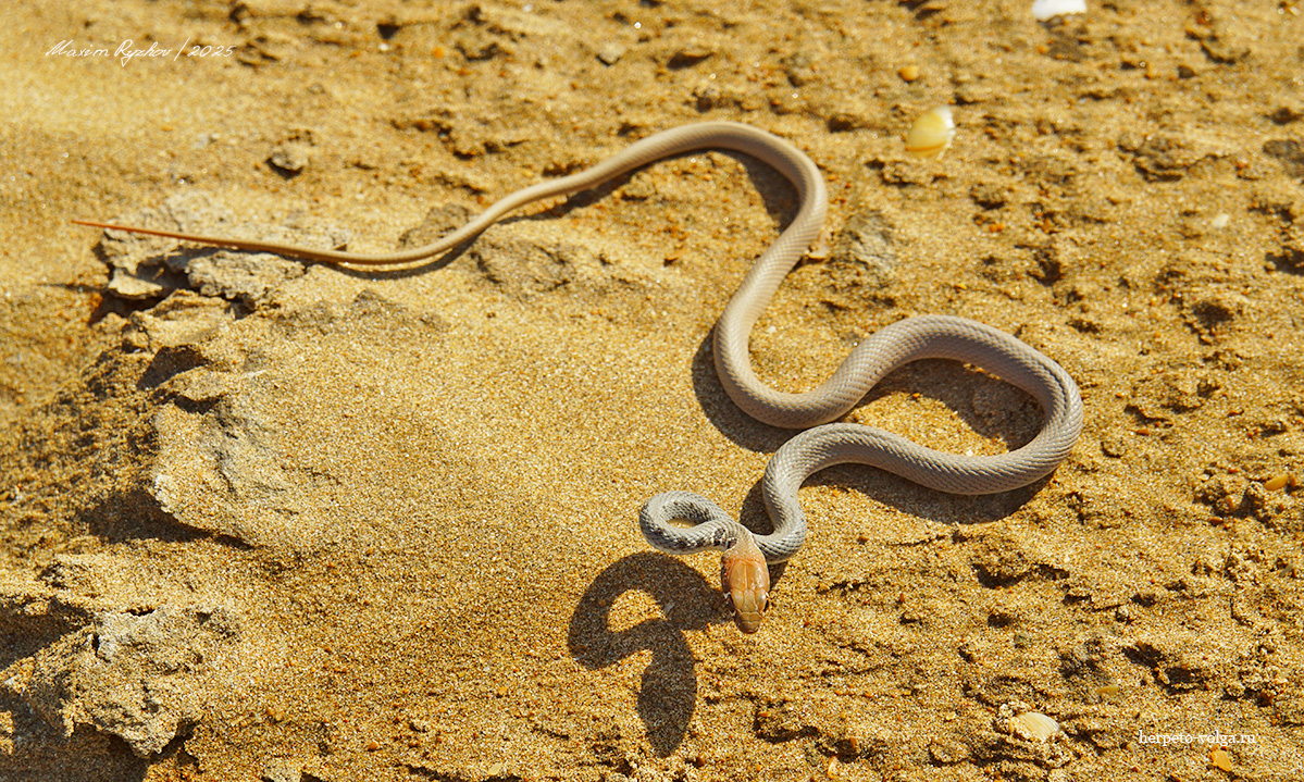 Оливковый полоз (Platyceps najadum)